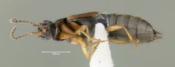 Media type: image;   Entomology 601713 Aspect: habitus ventral view